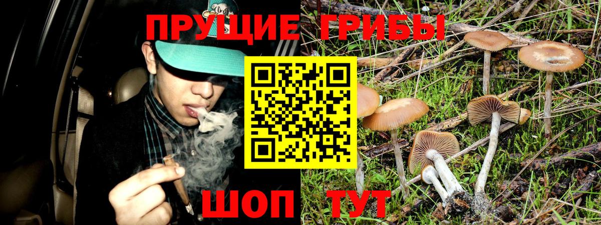 Псилоцибиновые грибы GOLDEN TEACHER  Вход с VPN  Псилоцибиновые грибы Magic Shrooms  Всеволожск 